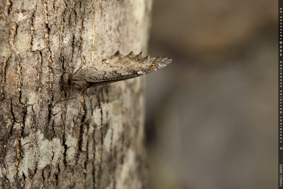 Fotografie Matthias Schneider – Schmetterling auf Baumrinde – das ausklappbare Fügelpaar mit dem "Auge" ist etwas zu sehen
