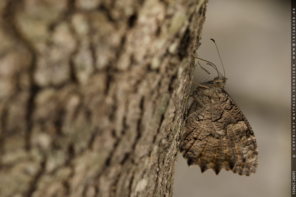 Fotografie Matthias Schneider – Vorzüglich getarnter Schmetterling mit der Fähigkeit, bei Gefahr im Verzuge ..