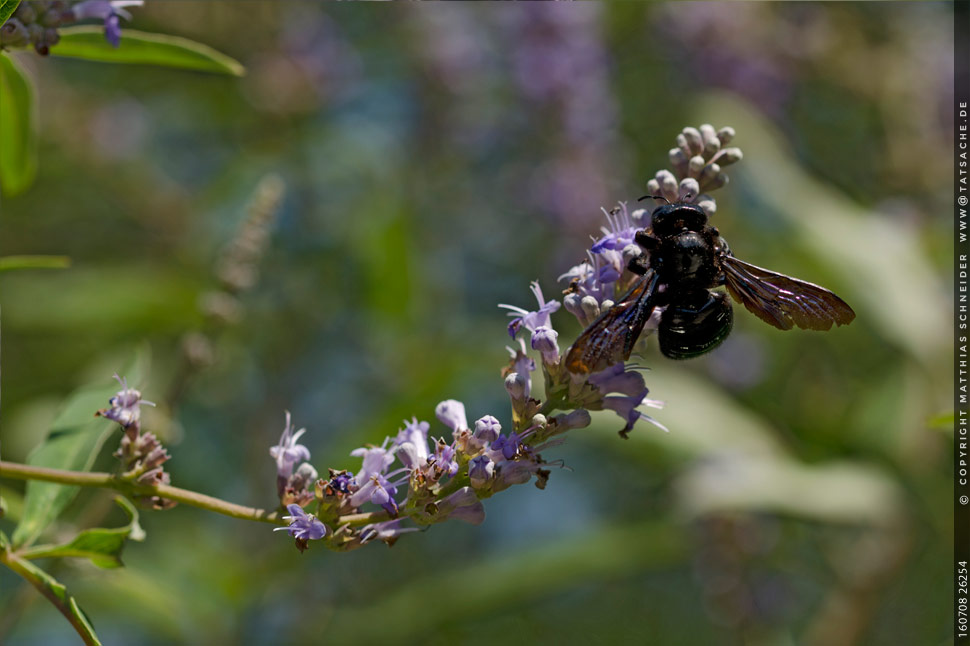 Fotografie Matthias Schneider – Schwalbenschwanz - Schwarze Holzbiene <em>Xylocopa</em>