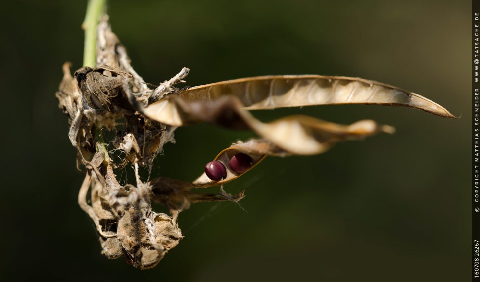 Fotografie Matthias Schneider – Schoten mit Tier