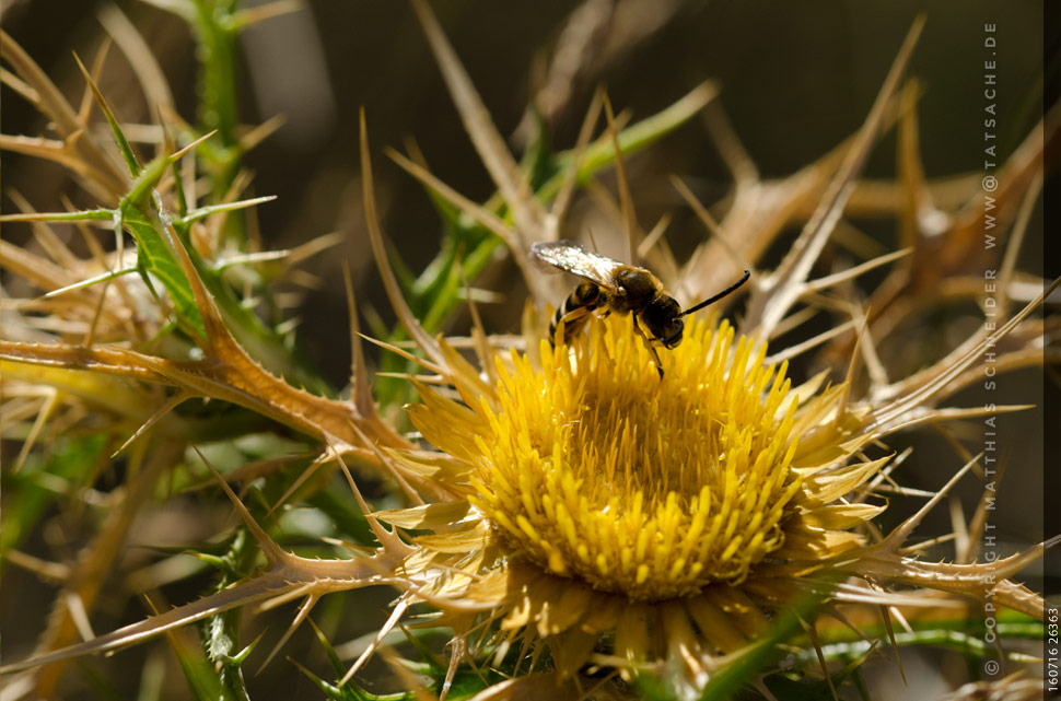 Fotografie Matthias 160720-26549 Gelbe Distel mit Vespenfliege