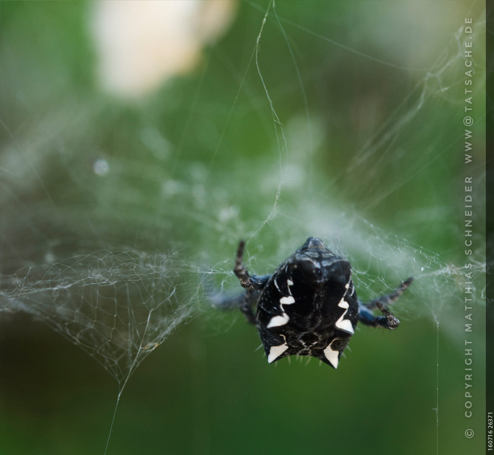 Fotografie Matthias 160716-26371 Schwarzweiße Spinne mit Trichternetz