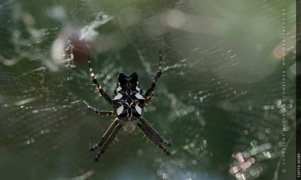 Fotografie Matthias 160716-26380 Schwarzweiße Spinne mit Trichternetz