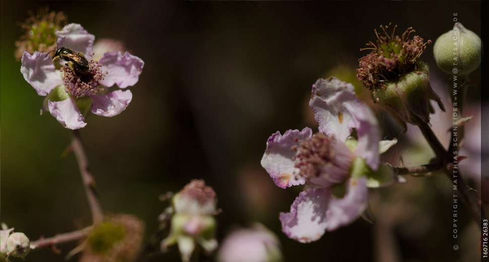 Fotografie Matthias 160716-26383 Brombeerblüten