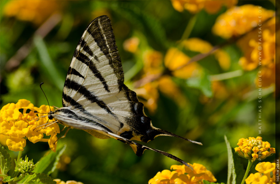 Fotografie Matthias Schneider –Schwalbenschwanz Papilio machaon - Südeuropa