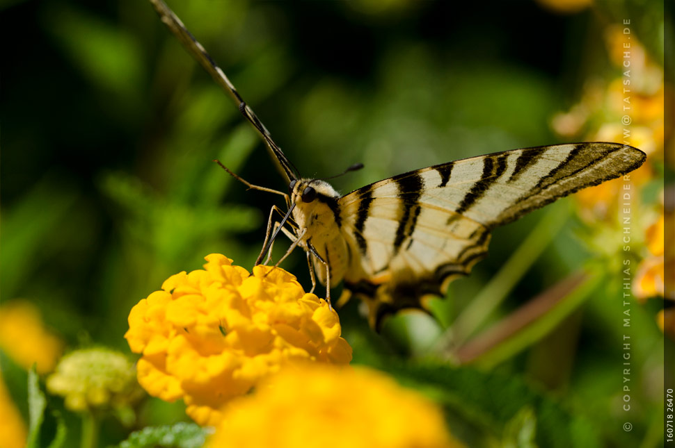 Fotografie Matthias Schneider –Schwalbenschwanz Papilio machaon - Südeuropa