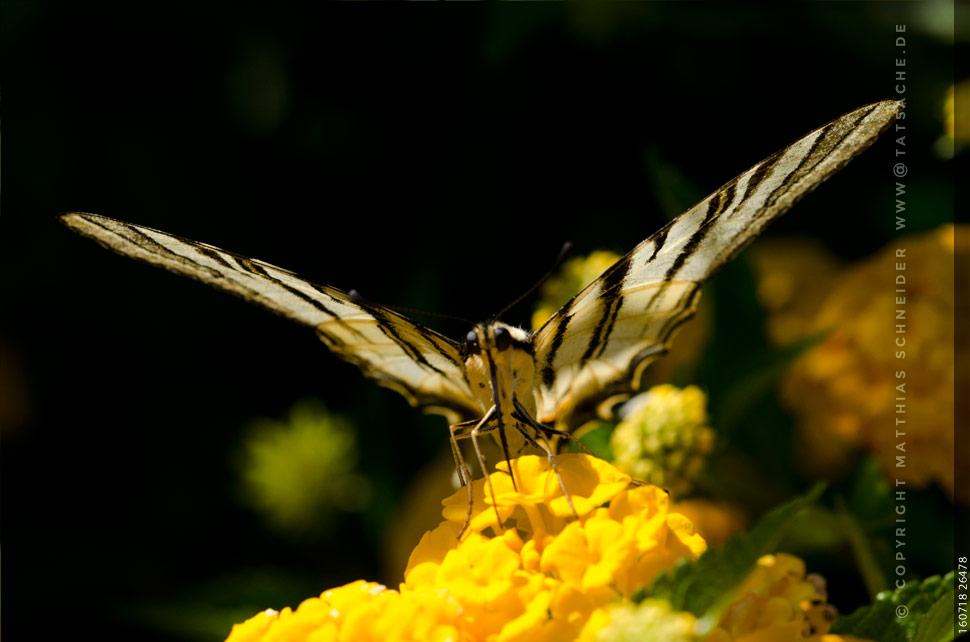 Fotografie Matthias Schneider –Schwalbenschwanz Papilio machaon - Südeuropa