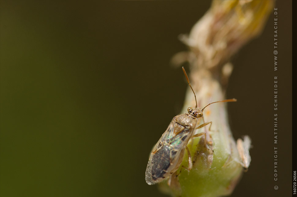 Fotografie Matthias 160720-26566 Kleine Fliege