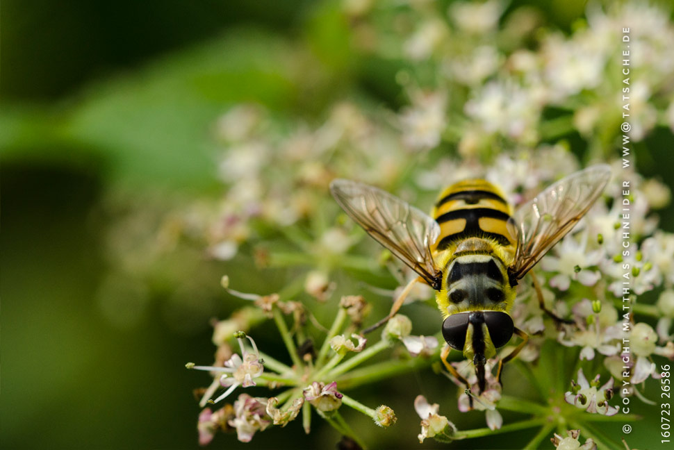 Fotografie Matthias Schneider 160813-27019 Vespenfliege