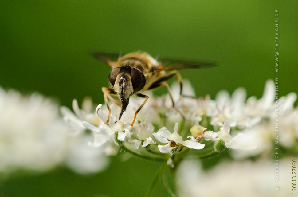 Fotografie Matthias Schneider 160813-27021 Vespenfliege