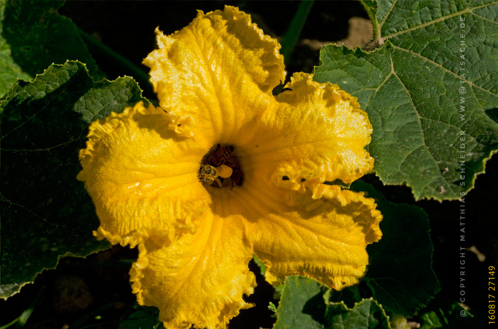 Fotografie Matthias Schneider 160817-27149 Bienen