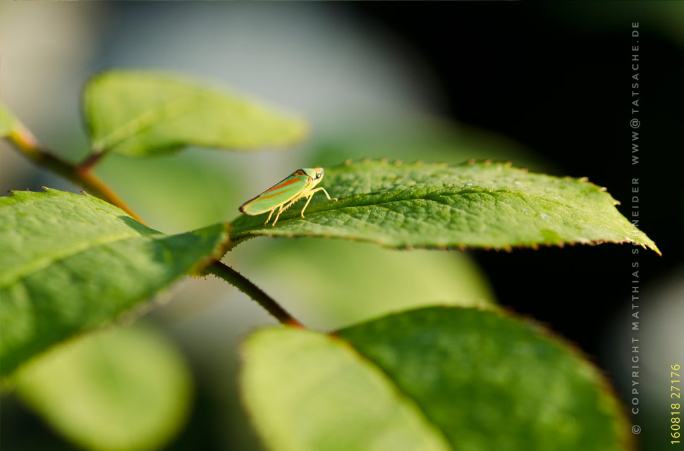 Fotografie Matthias Schneider 160818-27176 Rhododendronzikade - Graphocephala fennahis