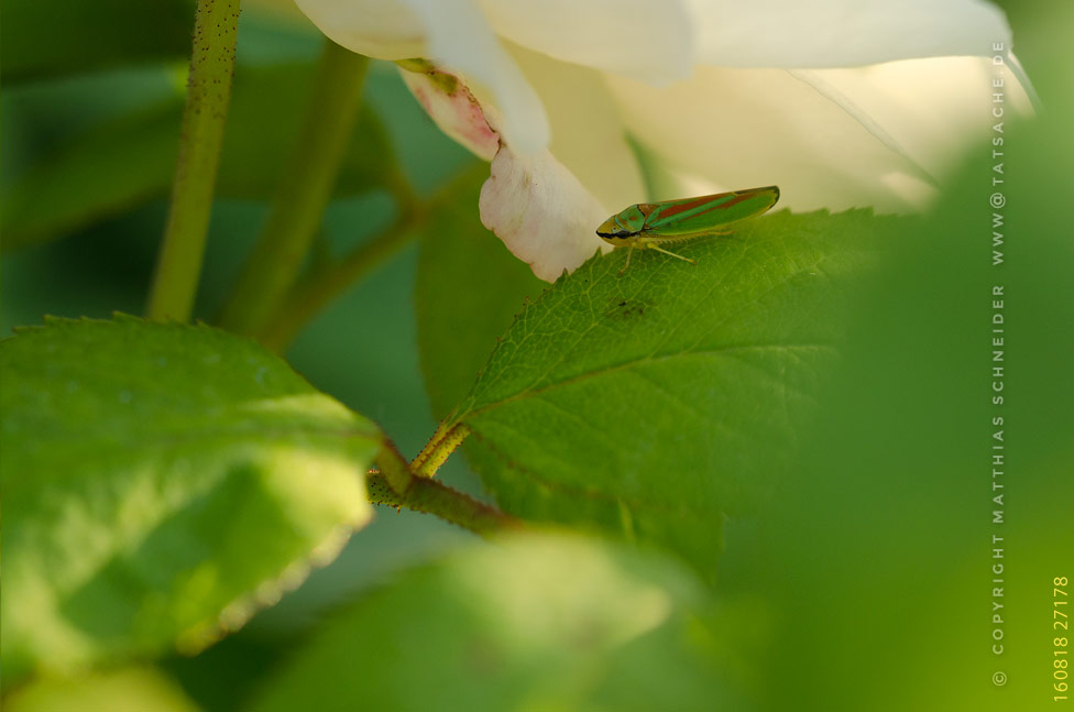 Fotografie Matthias Schneider 160818-27178 Rhododendronzikade - Graphocephala fennahis