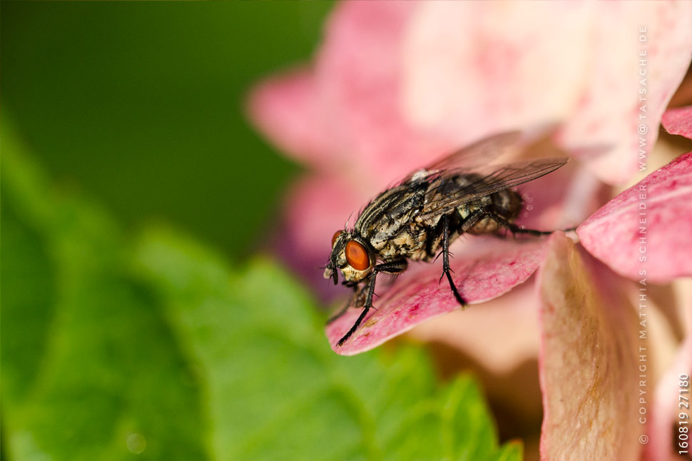 Fotografie Matthias Schneider 160819-27180 Graue Fleischfliege - Sarcophaga carnaria