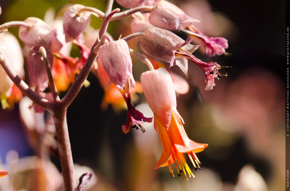 Fotografie Matthias Schneider 160319 Blüten im Jardin Majorelle von Yves Saint Laurant