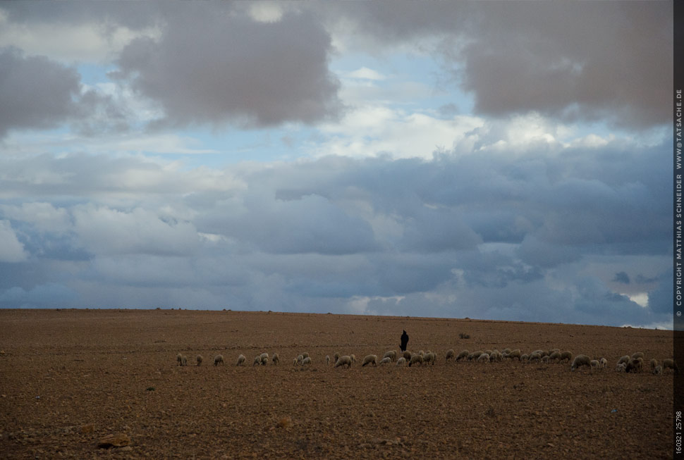 Fotografie Matthias Schneider 160321 25798 Essaouira Schafherde