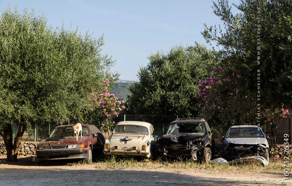 Fotografie Matthias Schneider 160712-26349 Vier Autos und ein Hund