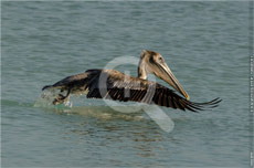 Pelikan_in Varadero 08768.jpg