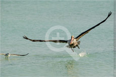 Pelikan_in_Varadero_08808_WZ.jpg