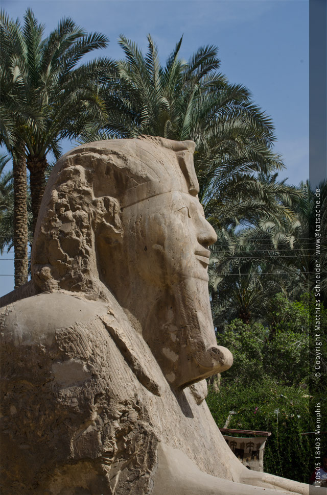 Fotografie (c) Matthias_Schneider Ägypten 170505_18403_Memphis_Sphinx