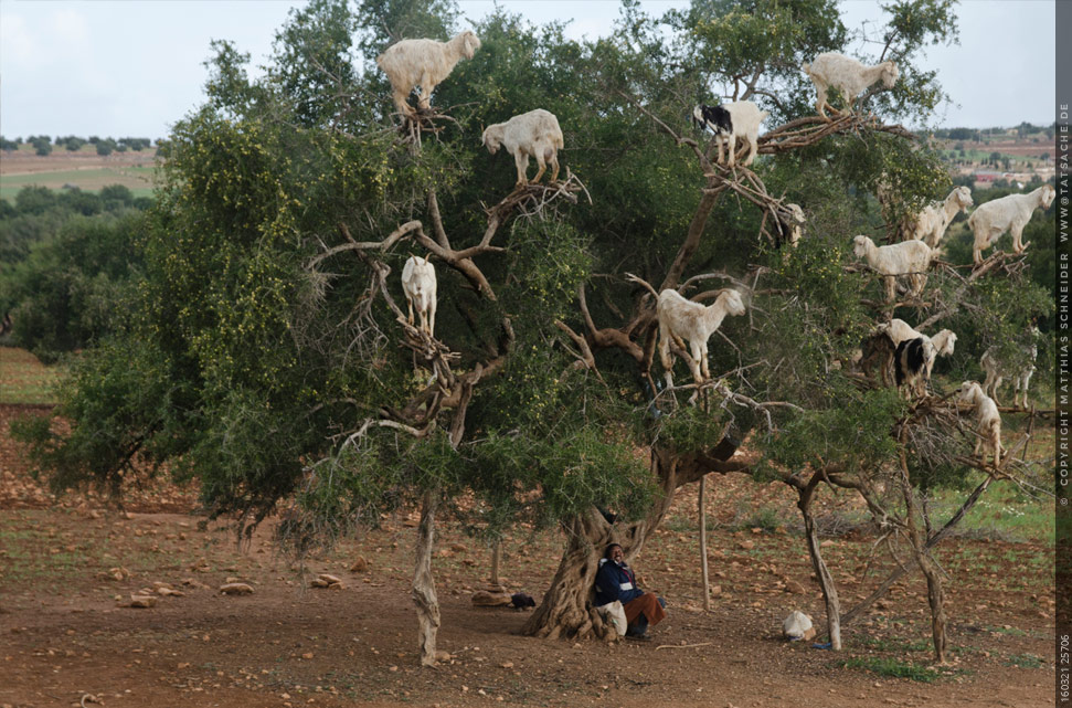 Fotografie Matthias Schneider 160321 25710 Ziegen im Argaan-Ölbaum, ein beliebtes Fotomotiv